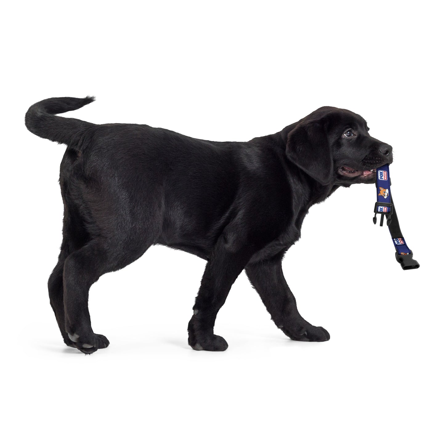 The FOX Weather Sonny Pet Collar shown against a neutral, high-energy aesthetic background.