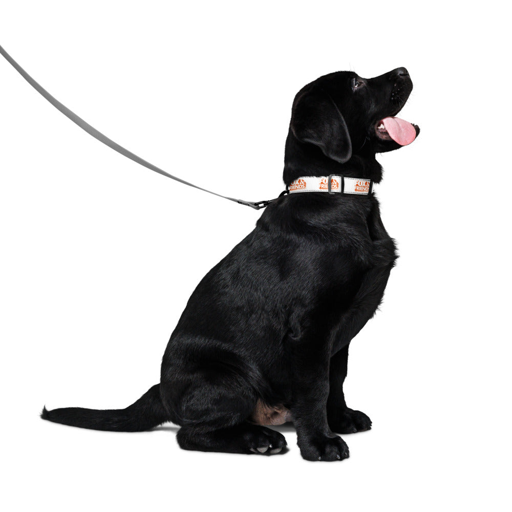 A smiling dog ready for a walk, wearing the FOX & Friends pet collar in a suburban setting.
